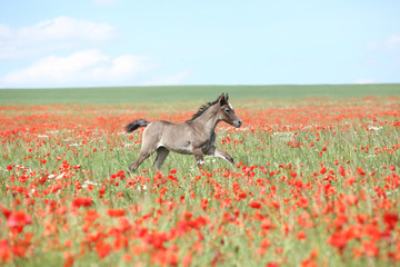 Amazing arabian foal running in red poppy field