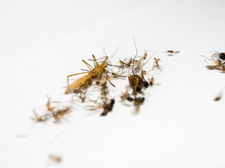 Mosquitoes and other harmful insects littering death, eliminate,