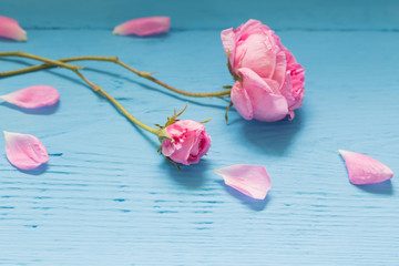 Pink roses on blue wooden background