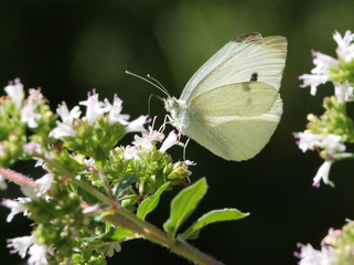 Cabbage White on Oregeno Flowers