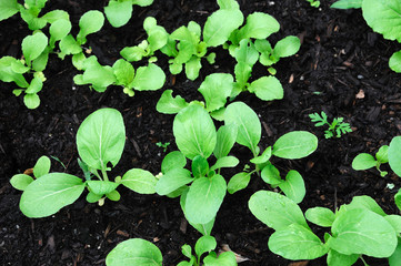 young cabbage in the field