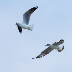 Two birds on the blue sky. © ttshutter