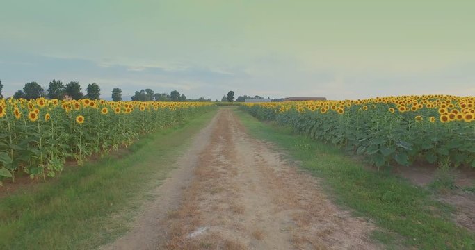4K Slider on a dirty Street near the Sunflowers in the Countryside. Filer Applied.