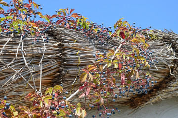 Berries are a Parthenocissus