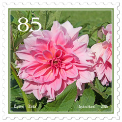 Briefmarke mit Dahlienmotiv
