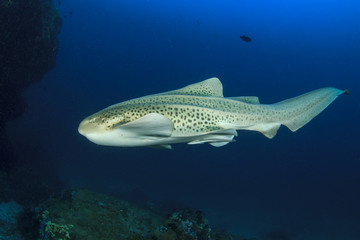 Leopard Shark