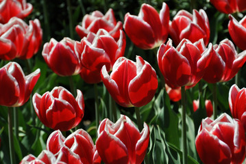 Red and white tulipans