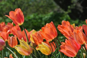 Salmon tulipans
