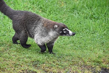 Coati