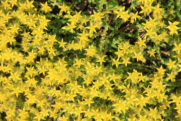 Obraz premium Blooming forest moss in the sunlight