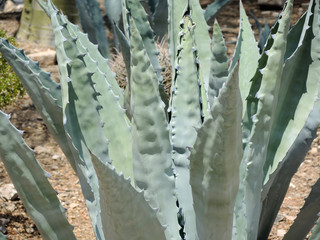 Fleshy Agave Succulent in Sonoran Desert.