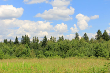 Coniferous forest against the blue sky