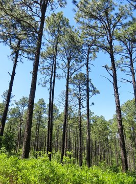 Forest of tall pine trees and a bright blue sky
