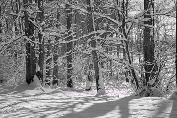 winter forest in Little Carpathian hills - Slovakia