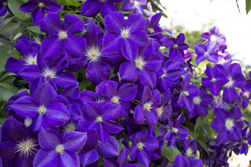 clematis violet flowers - obrazy, fototapety, plakaty