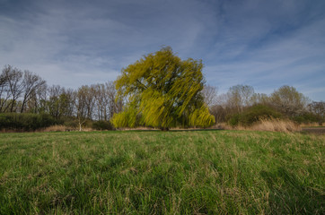 Obraz premium baum auf wiese
