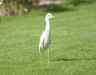 Cattle egret walking in a rural garden