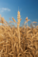 wheat field . harvesting. wheat harvest in the field. ripe wheat