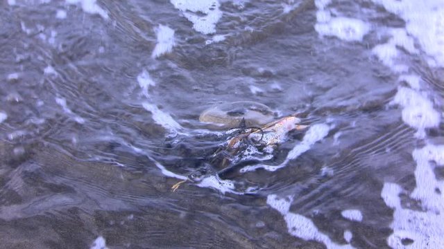 Dead crab on oil-contaminated beach