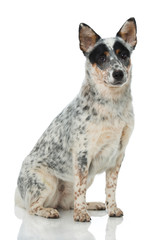 Australian Cattle Dog