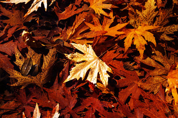 Autumn leaves