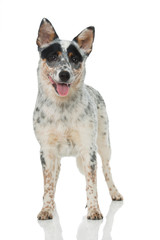 Australian Cattle Dog