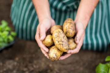 Gardener harvesting potatoes at greenhouse