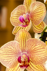 two orchids are blooming, details of a bloomed branch of orchids