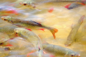 Trouts swimming in the small lake in Szalajka Valley