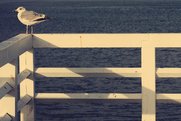 Seagull on railing over sea water background. Close up. Copy-space