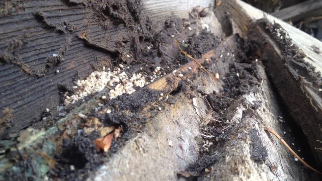 The ants carry the eggs