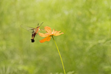 pellucid hawk moth or greenish hyaline hawk moth (Cephonodes hylas Linnaeus) , on green background