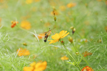 pellucid hawk moth or greenish hyaline hawk moth (Cephonodes hylas Linnaeus) , on green background