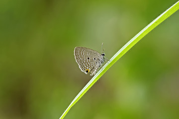 Butterfly. Butterfly on leaf. Butterfly in tropical garden. Butterfly in nature.