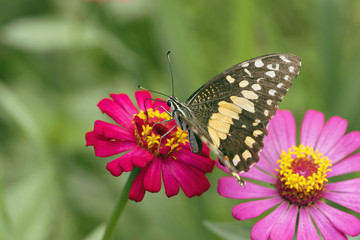 Fototapeta na wymiar Butterfly. Butterfly on flower. Butterfly in tropical garden. Butterfly in nature.