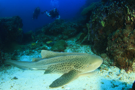 Leopard Shark and scuba divers