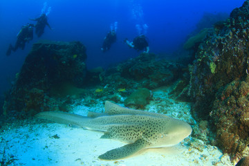 Fototapeta na wymiar Leopard Shark and scuba divers