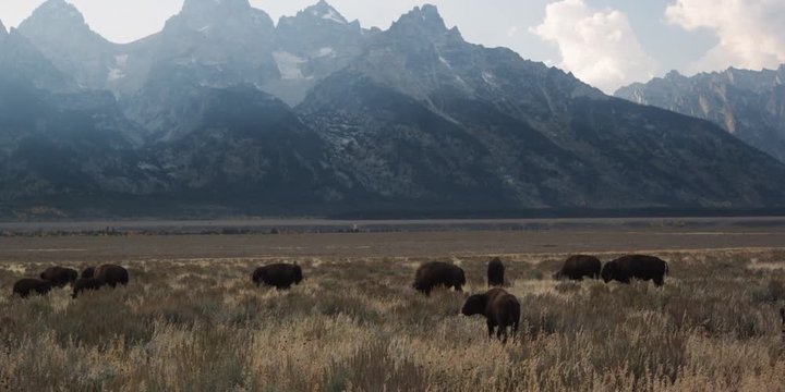 bison herd in front of the Grand Teton mountain range in Wyoming