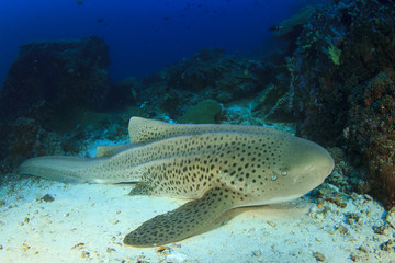 Leopard Shark
