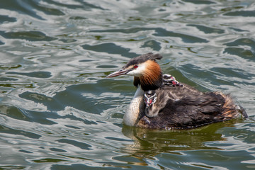 Great crested grebe or Podiceps cristatus