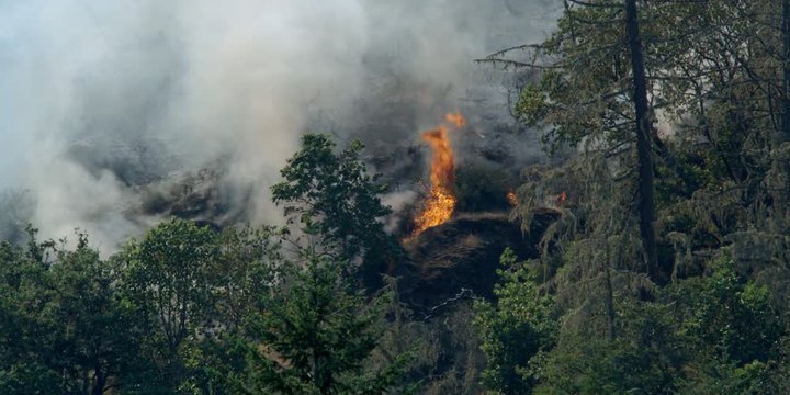 Smoky flames consuming a bush on a rocky slope, brush and dead trees in foreground
