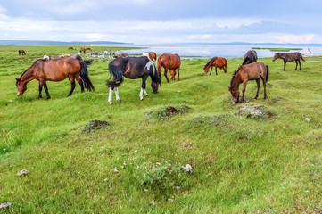 Horses grazing by lake, Mongolia