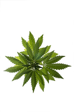 Wild hemp plant (marijuana) on the white background.