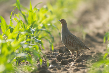 agricultural field