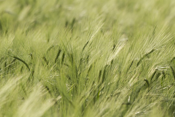 Fototapeta premium agricultural field