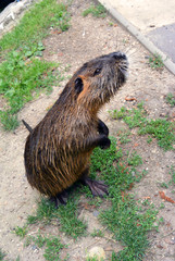 Cute wild furry coypu standing on the walkway