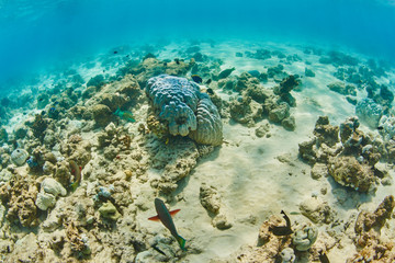 some kinds of fish in indian ocean