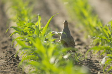 bird