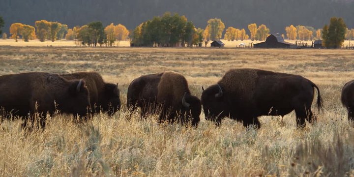 Herd of bison on autumn pasture near ranch buildings