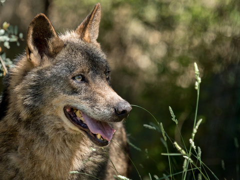 Wolf portrait  (Canis lupus signatus) in the bushes in summer